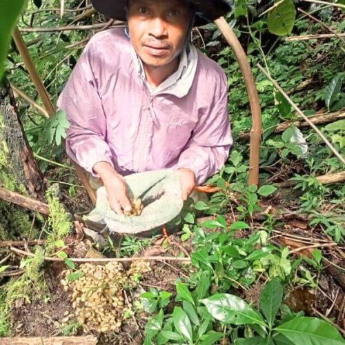Percha Coffee Farmers